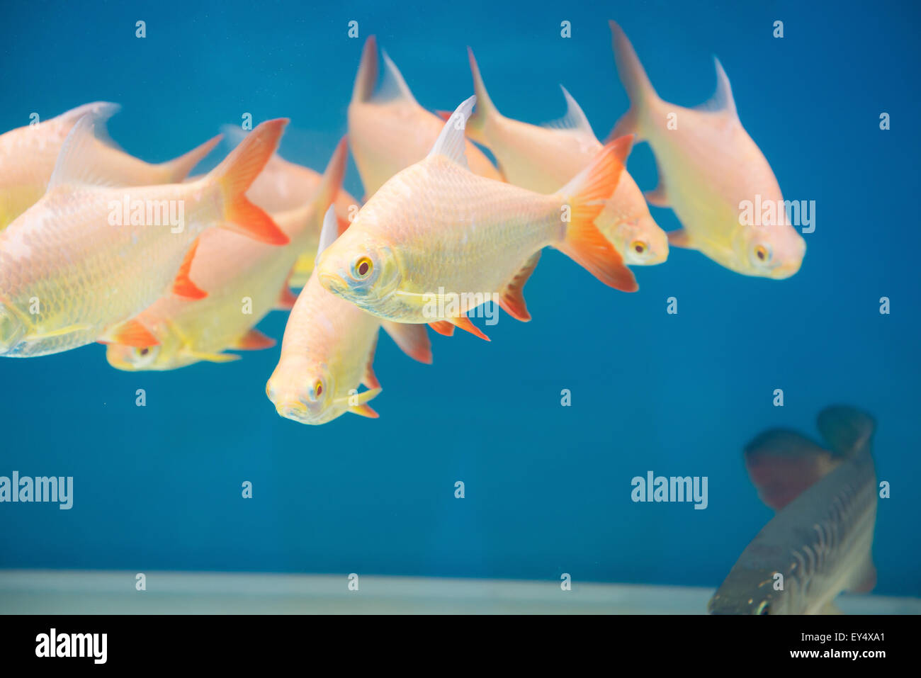 Goldfische im Aquarium schwimmen Stockfoto