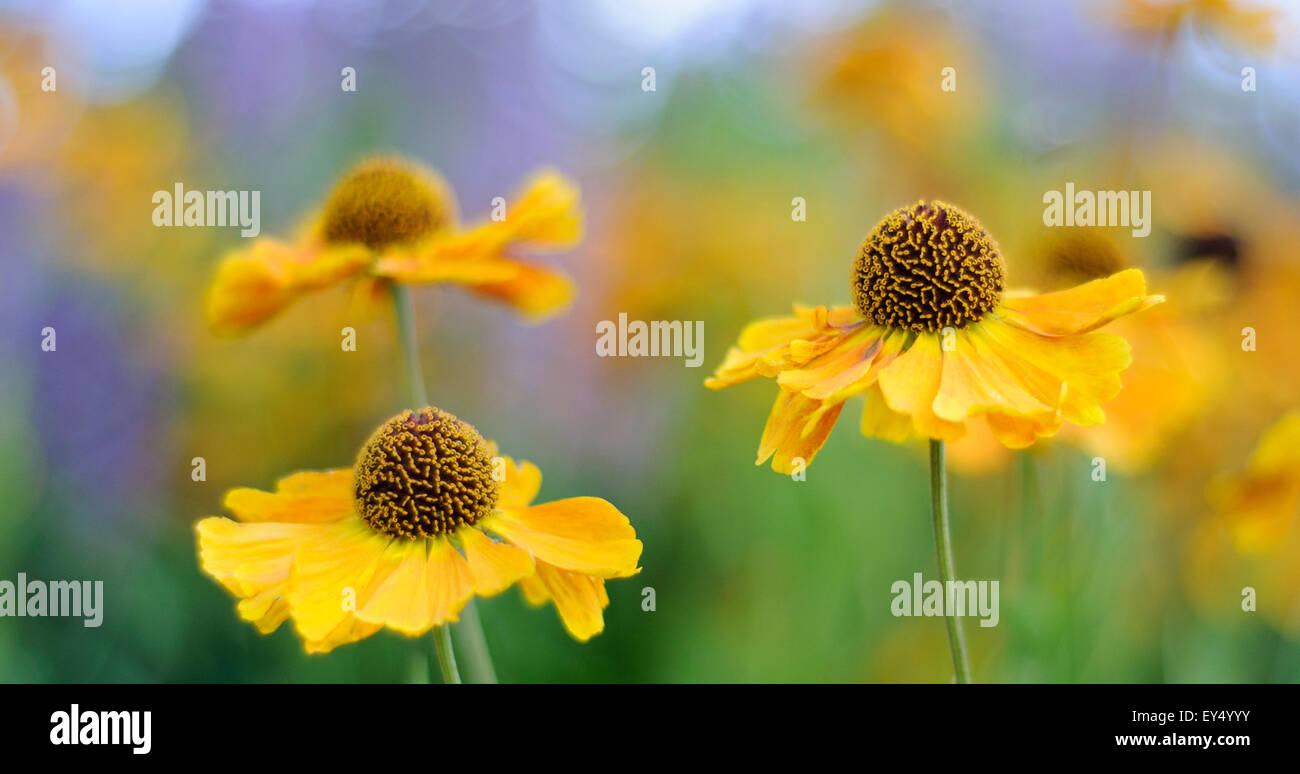 Blumenfeld gelbe Helenium, Vereinigtes Königreich. Stockfoto