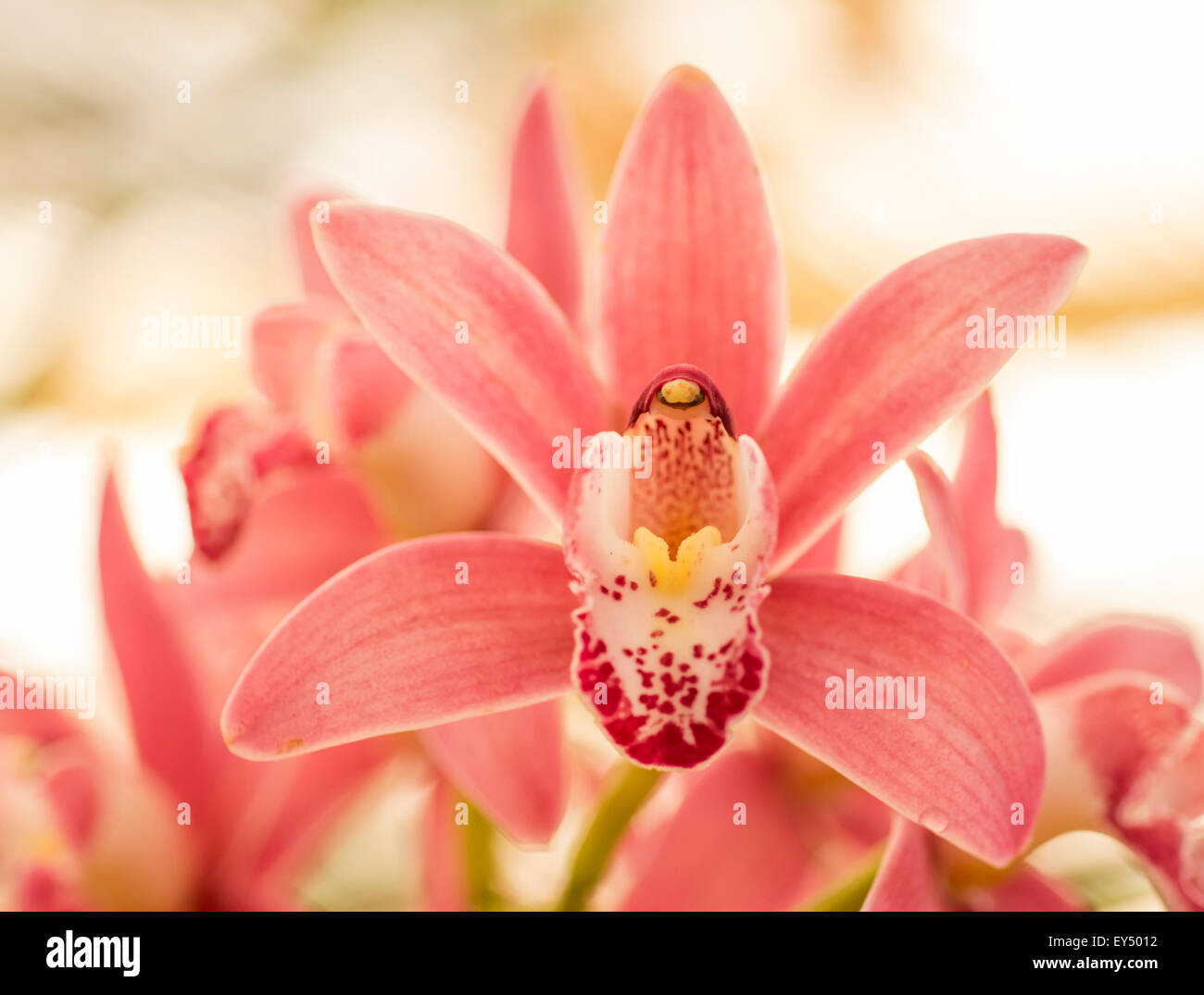 Rosa Boot Orchidee (Cymbidium), Madeira. Stockfoto