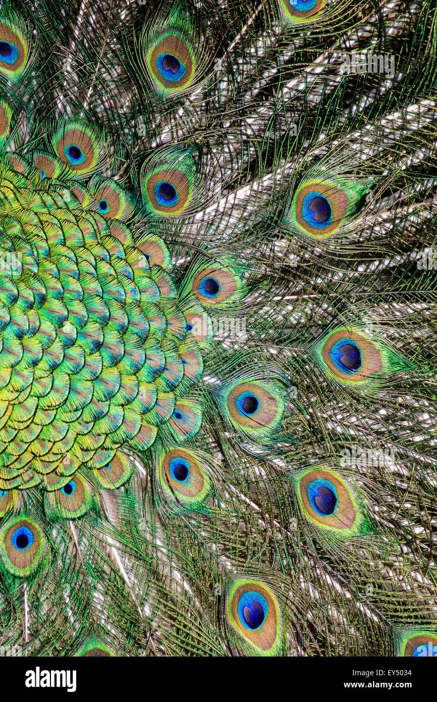 Porträt der schönen Pfau Federn zeigen Stockfoto