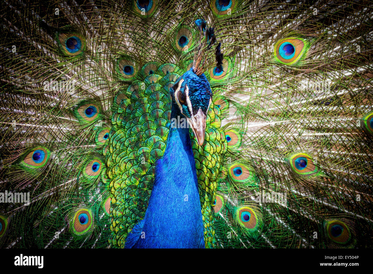 Porträt der schönen Pfau Federn zeigen Stockfoto