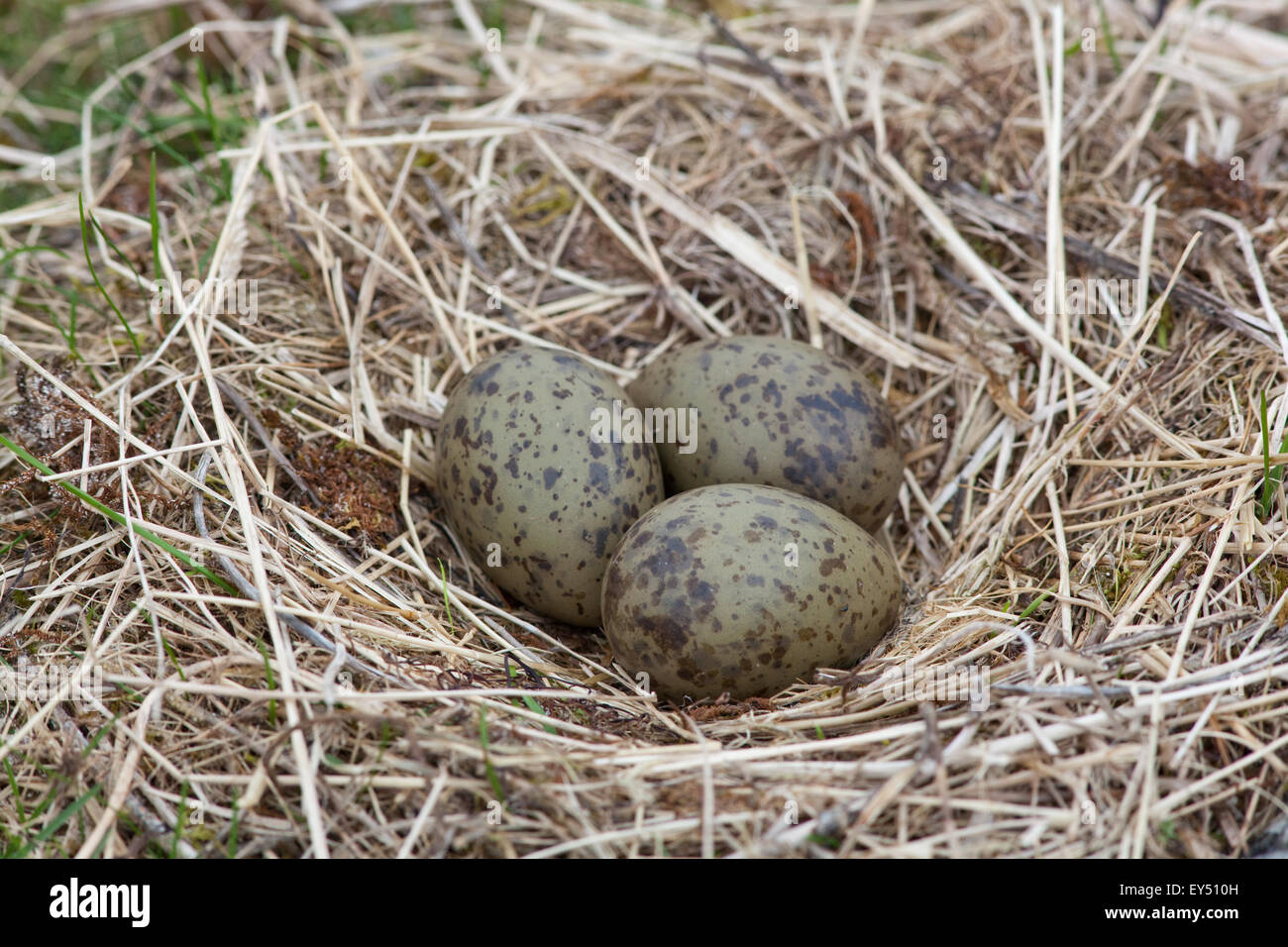 Gemeinsamen Gull (Larus Canus). Nest und Eier. Juni. Iona. Inneren Hebriden. Westküste Schottlands. Stockfoto