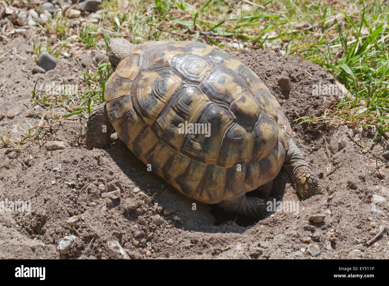 Hermanns Schildkröte (Testudo Hermanni). Weibchen eine explorative Nest Loch. Linkes Bein Aushöhlung Boden. Stockfoto