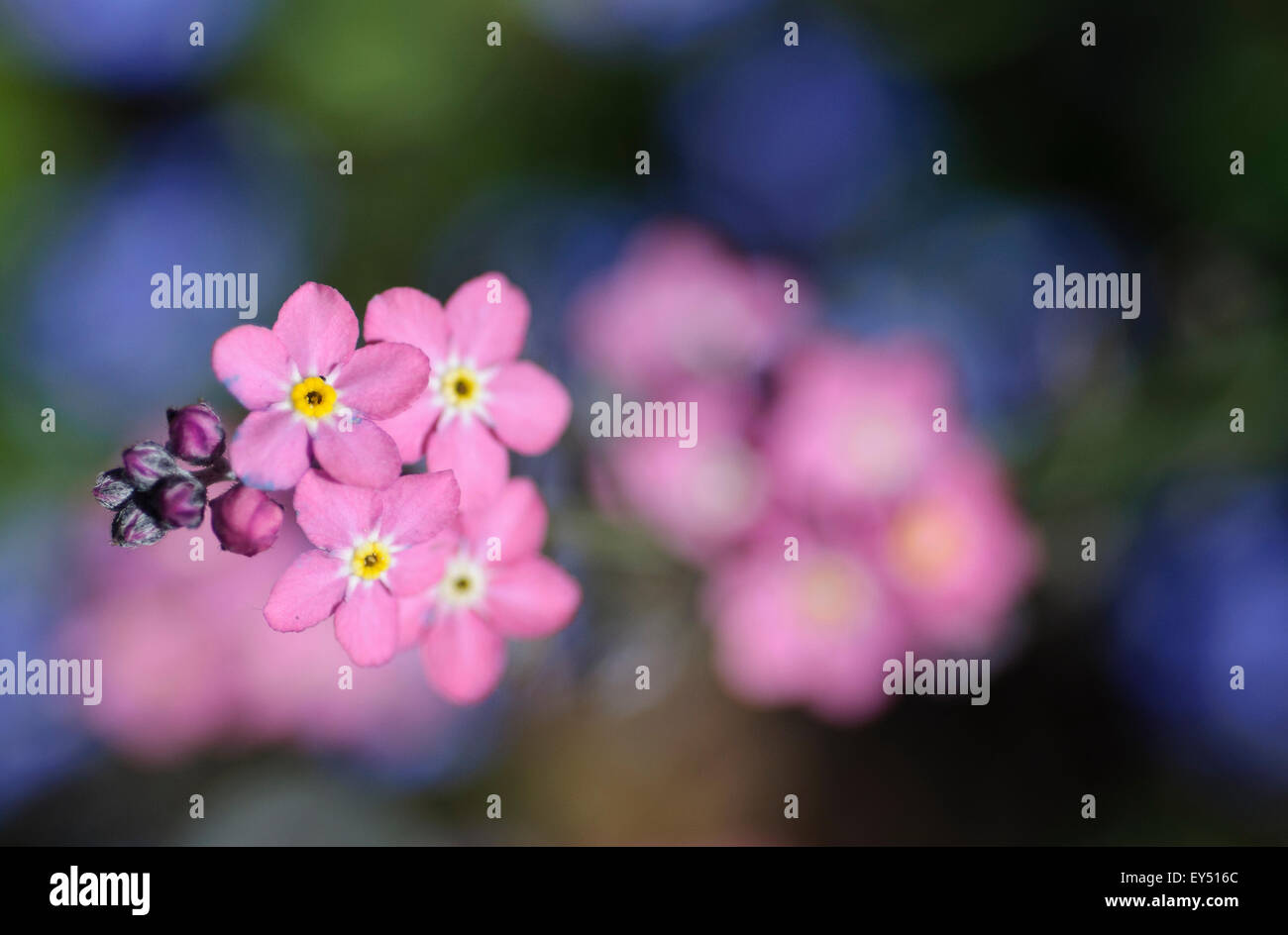 Nahaufnahme von rosa Vergissmeinnicht (Myosotis), Vereinigtes Königreich. Stockfoto