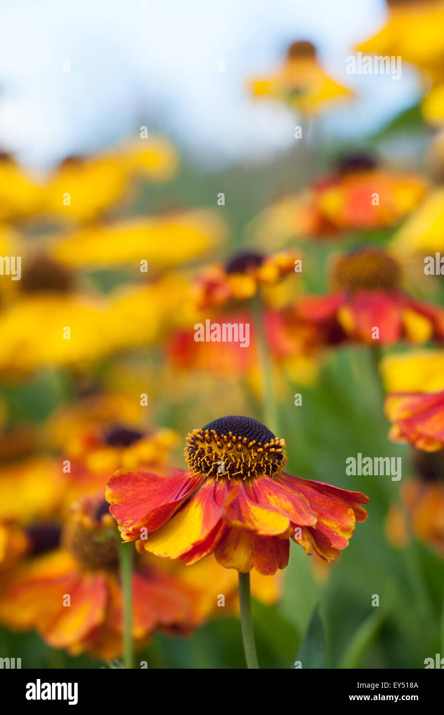 Rote und gelbe Helenium Blumen, Vereinigtes Königreich Stockfoto