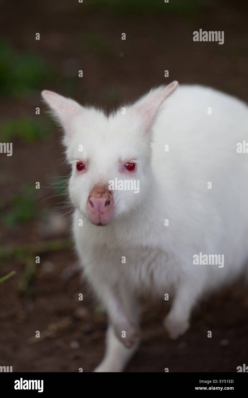 Weiß, Albino, Form von einem Bennet oder Red-necked Wallaby (Macropus Rufogriseus). Voraussichtlich nicht überleben in der Wildnis von Australien. Stockfoto