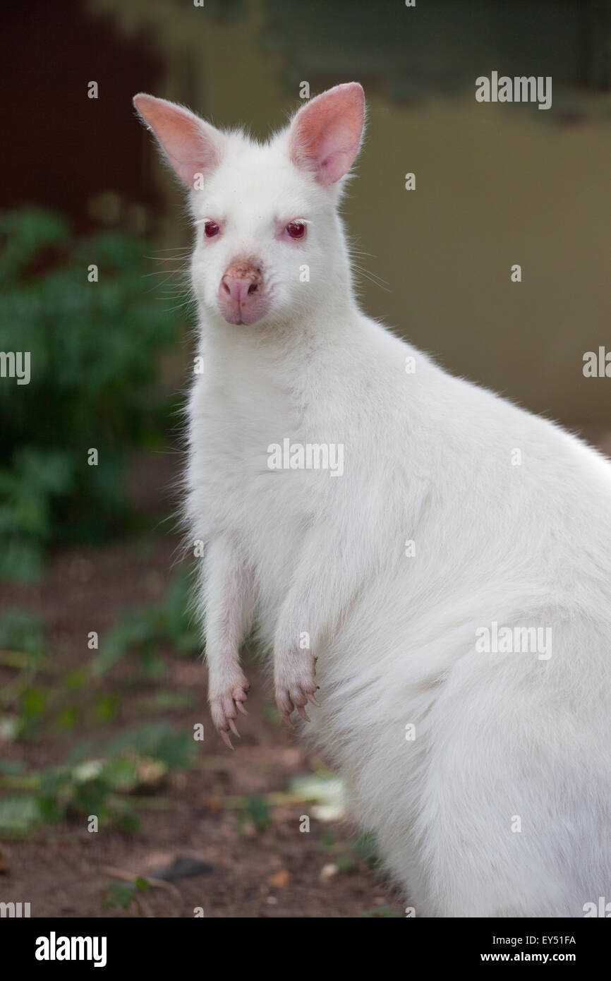 Weiß, Albino, Form von einem Bennet oder Red-necked Wallaby (Macropus Rufogriseus). Voraussichtlich nicht überleben in der Wildnis von Australien. Stockfoto