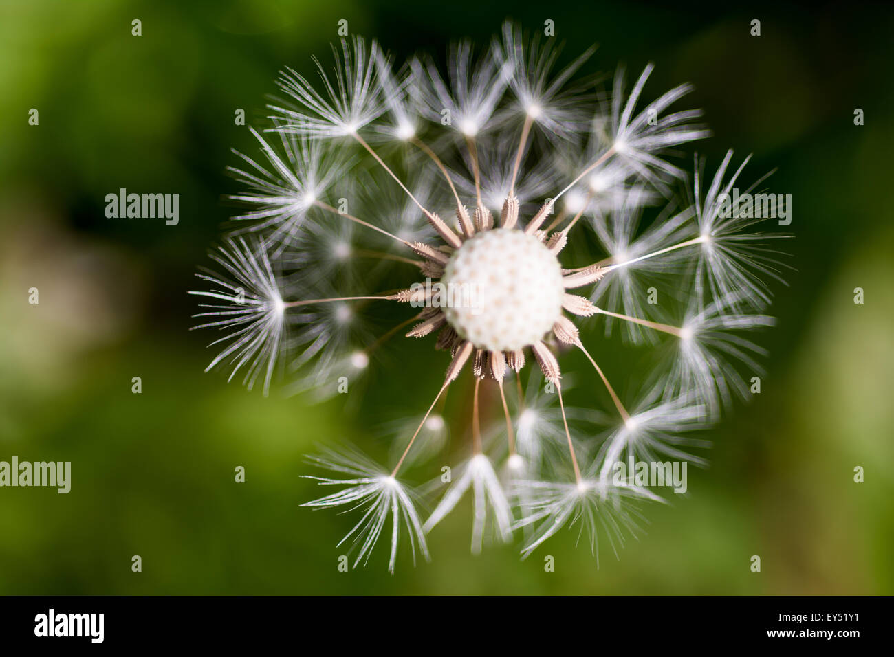 Abstrakte Nahaufnahme von Löwenzahn (Taraxacum) Blüte Samen / Wishie, Vereinigtes Königreich Stockfoto