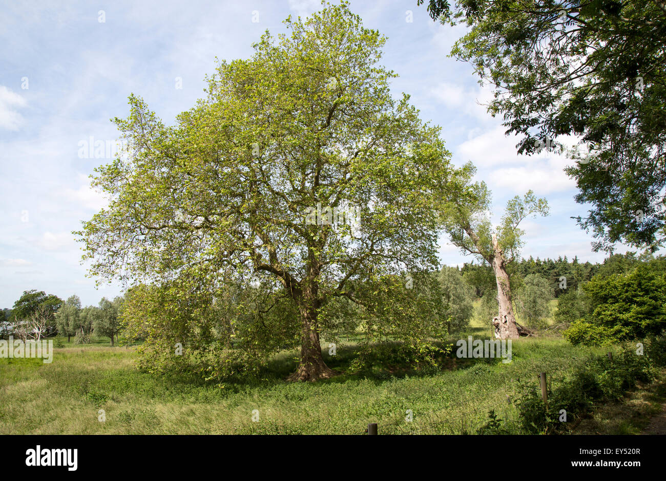 London-Platane wächst im Sommer Feld, Sutton, Suffolk, England, UK Stockfoto