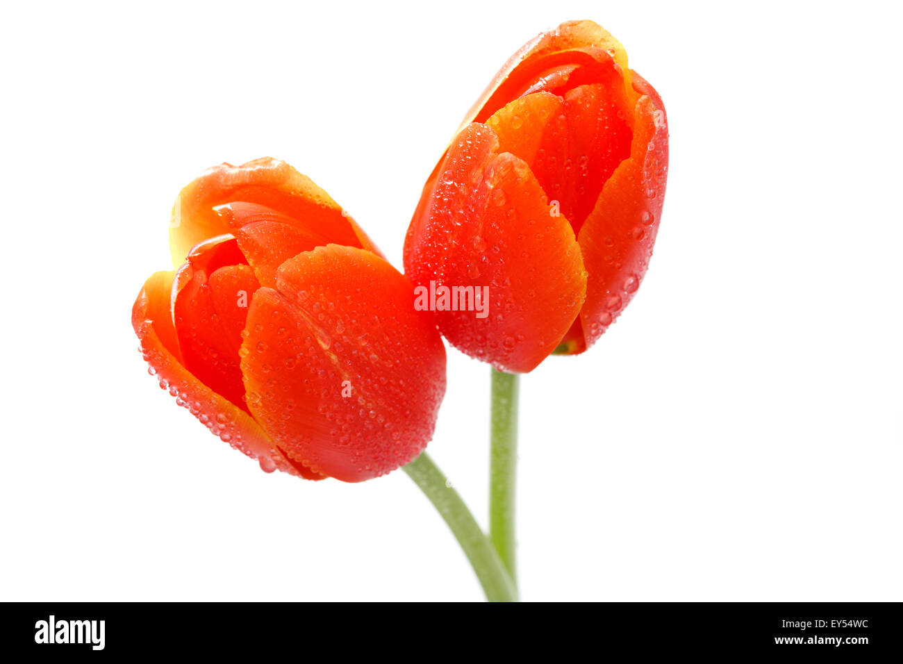 Tulpen Stockfoto