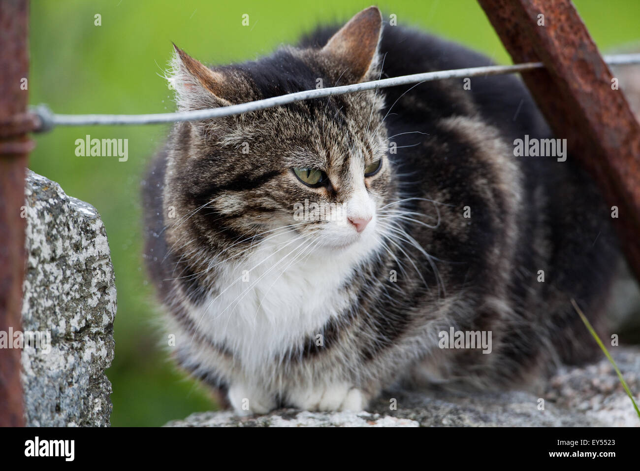 Verwilderte oder freien Bereich lebende Hauskatze (Felis Catus).  Thront auf einer Steinmauer umgeben, mit Blick auf ein kleines Feld für Wachtelkönige verwaltet Stockfoto