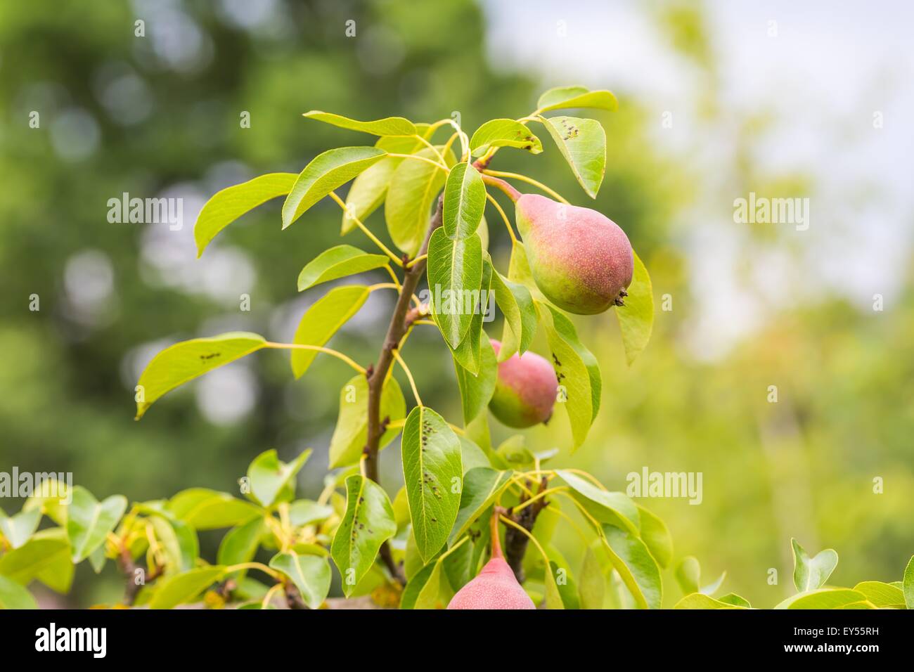 Kleinen wachsenden Birnen im Garten, Zweig mit unreifen Früchten. Stockfoto