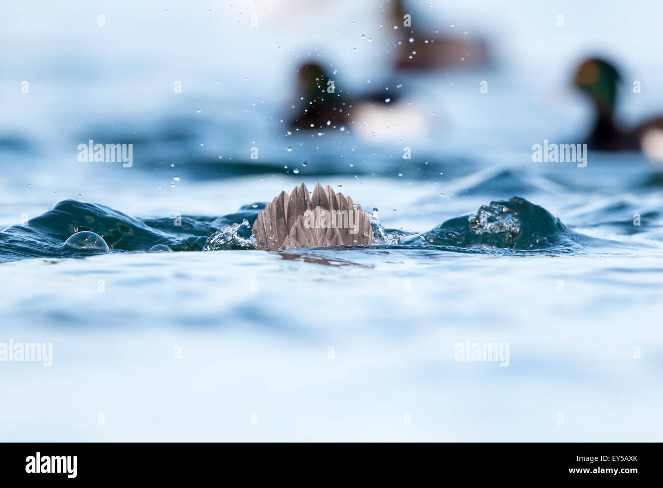 Fisch Unter Wasser Switzerland Stockfotos und -bilder Kaufen - Alamy