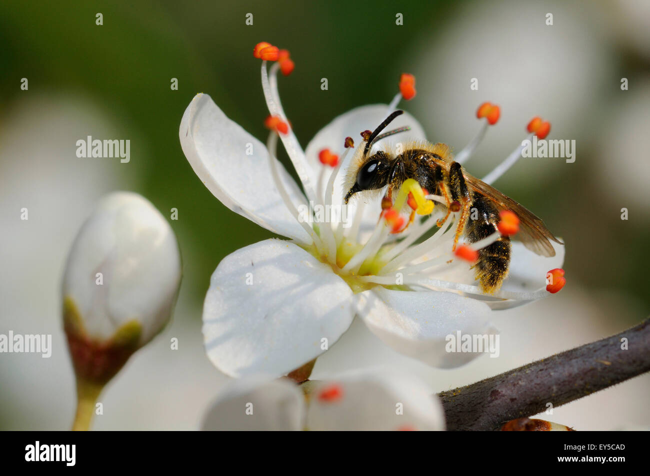 Einsame Biene auf Blumen - PNR-Vosges du Nord Frankreich Stockfoto