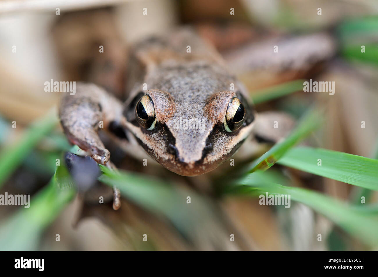 Frosch im gras Fotos und Bildmaterial in hoher Auflösung Alamy
