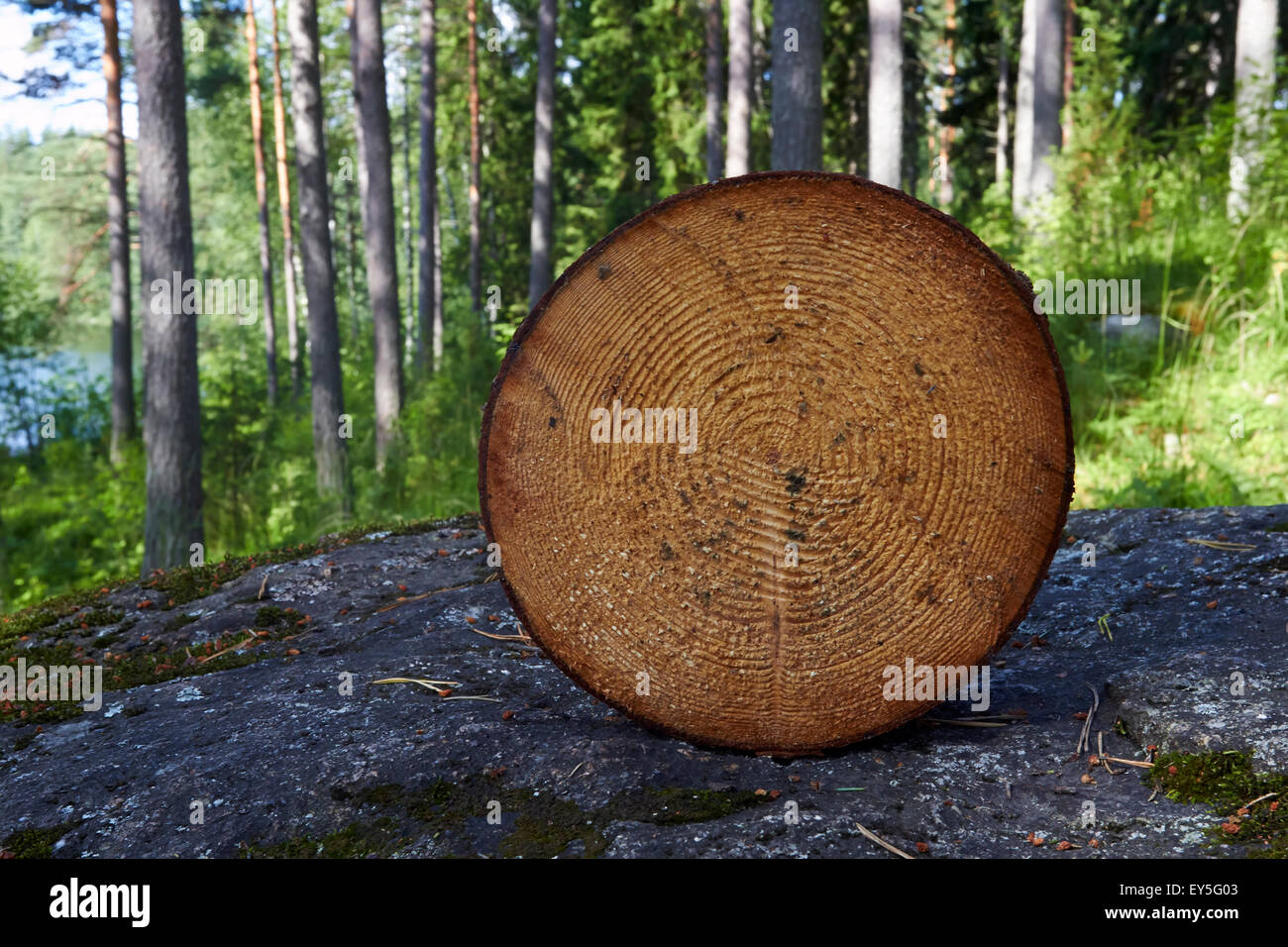 Baum geschnitten Stockfoto