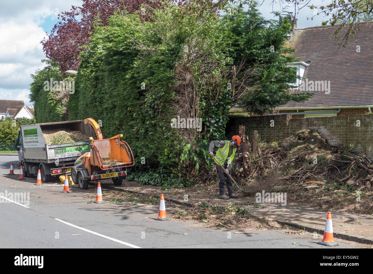 England, Leylandii Hecke entfernen Stockfoto