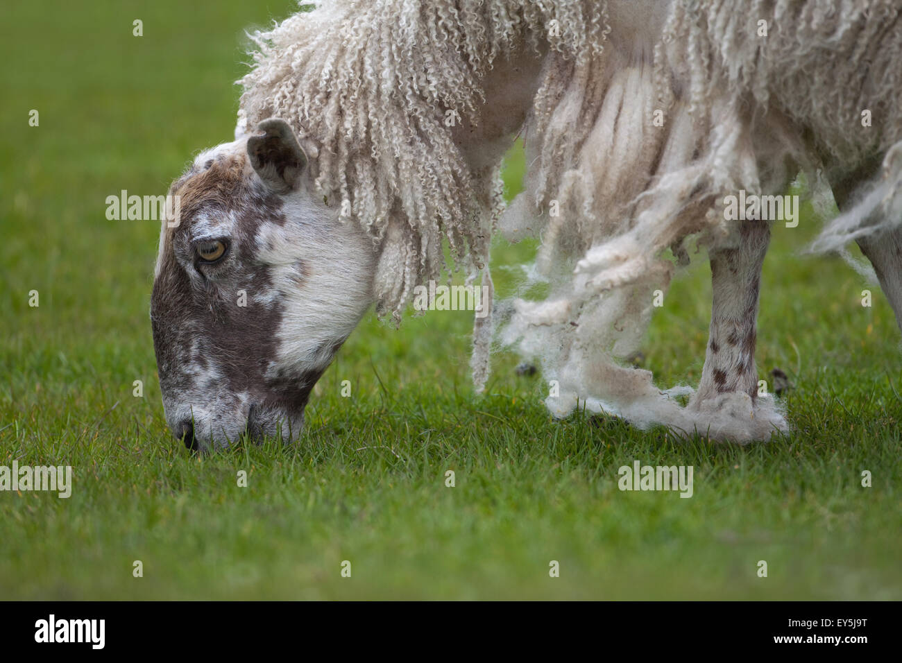 Schaf. Weiden; Maultier Ewe. Wolle natürlich zu vergießen. Wenn nicht geschoren, ist Wolle gemausert. Mai. Iona. Schottland. Stockfoto