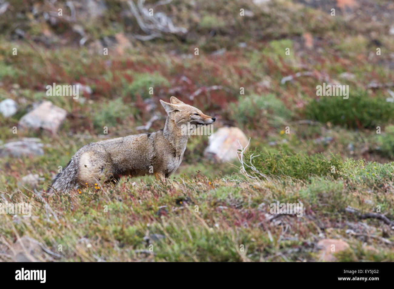 Südamerikanische grau Fox - Torres del Paine-Chile Stockfoto