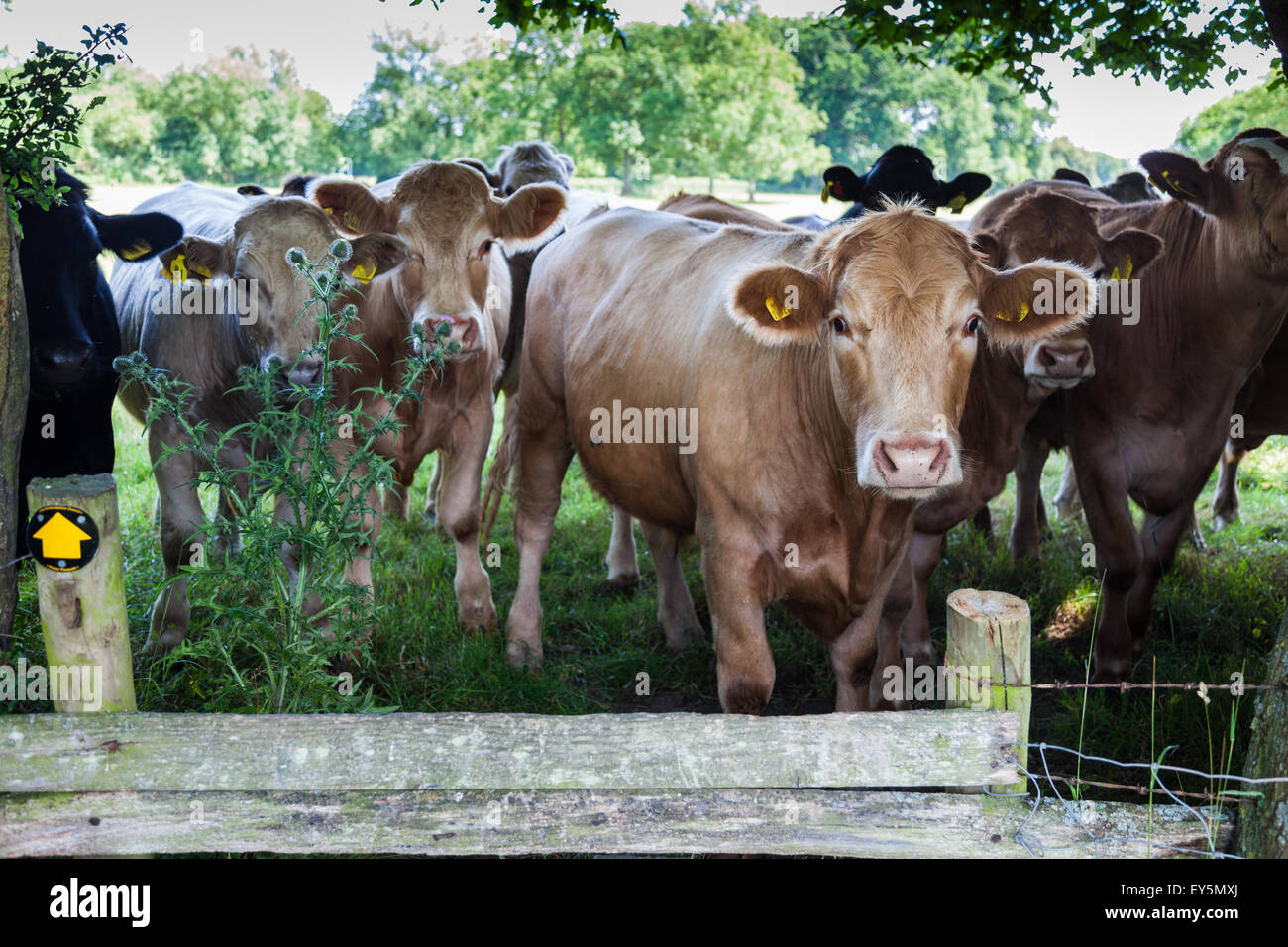 Neugierige Kühe in einem öffentlichen Weg in der Nähe von Eardisland, Herefordshire, England, UK Stockfoto