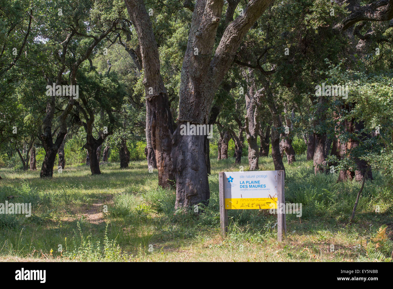 Kork eichenwald -Fotos und -Bildmaterial in hoher Auflösung – Alamy
