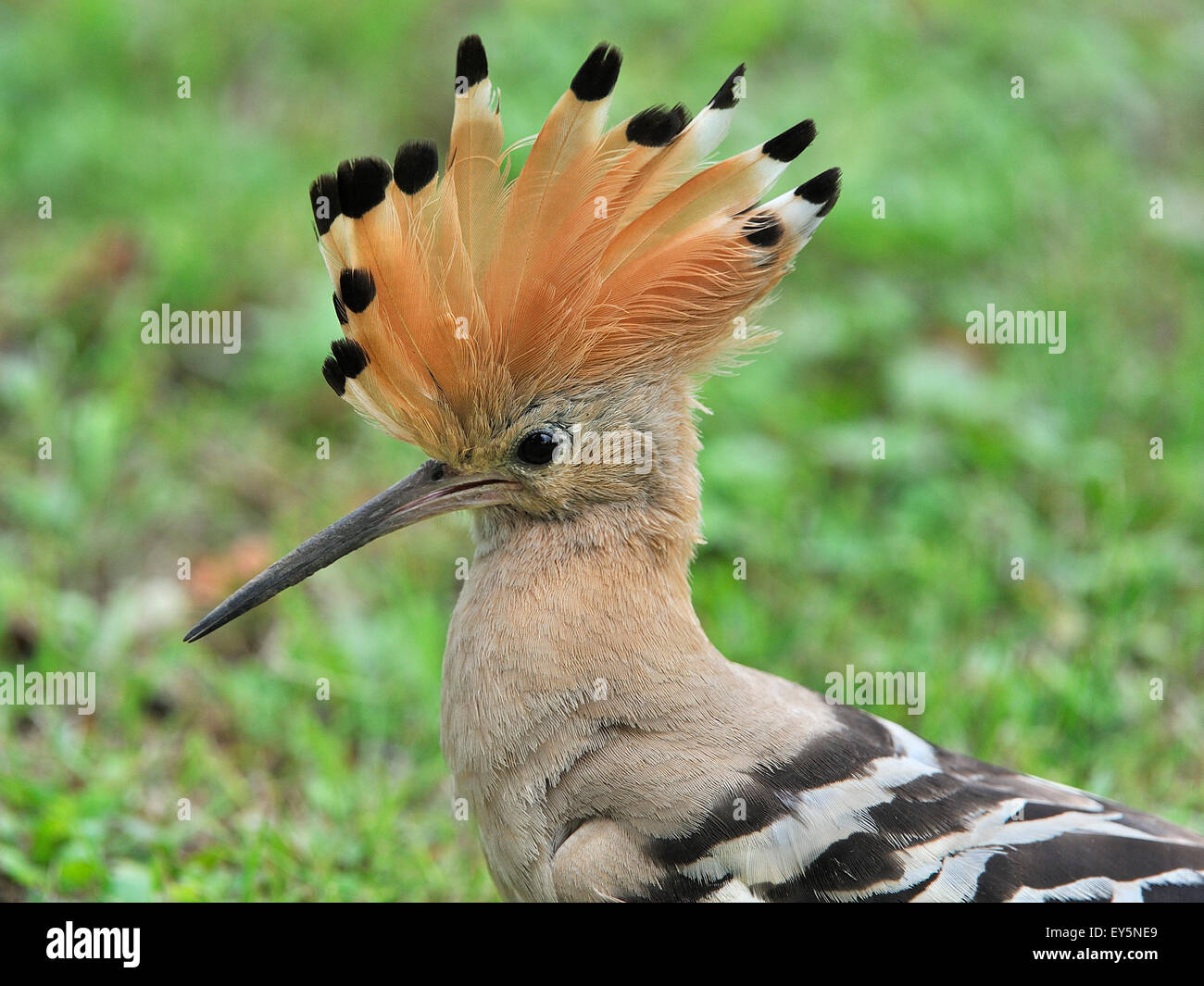 Wiedehopf im gras Fotos und Bildmaterial in hoher Auflösung Alamy