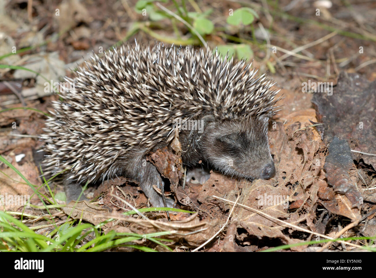 Schlafender Igel Stockfotos und bilder Kaufen Alamy