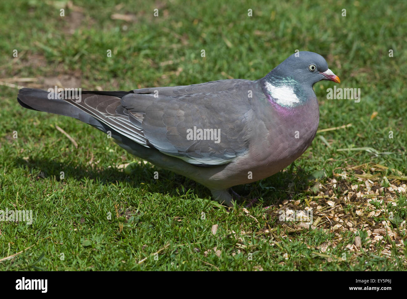 Woodpigeon (Columba Palumbus). Auf dem Boden auf Nahrungssuche. Stockfoto