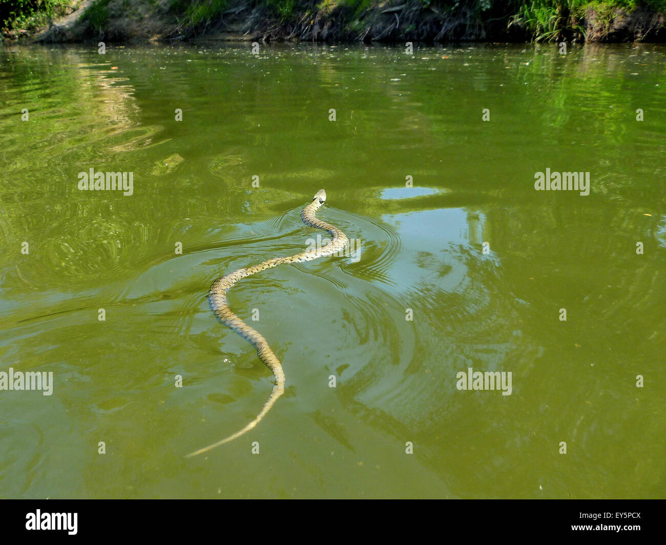 Schlange, Schwimmen im Fluss Loire - Tal Loire-Frankreich Stockfotografie -  Alamy