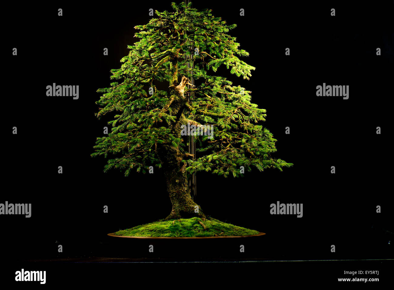 Gemeine Fichte bonsai Stockfotografie - Alamy
