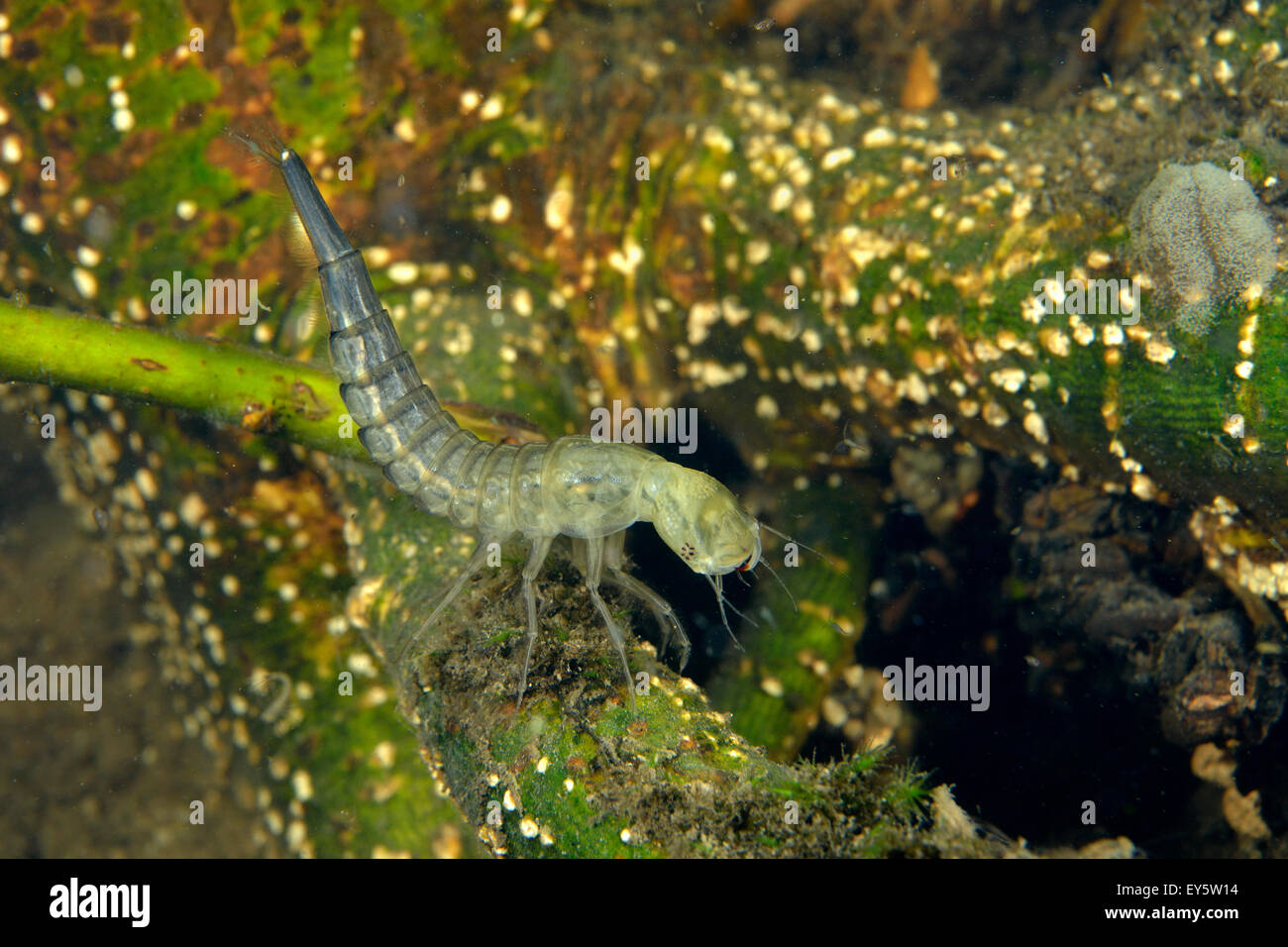 Larven im Teich Bilder: Tauche ein in die Welt der Wasserwesen!