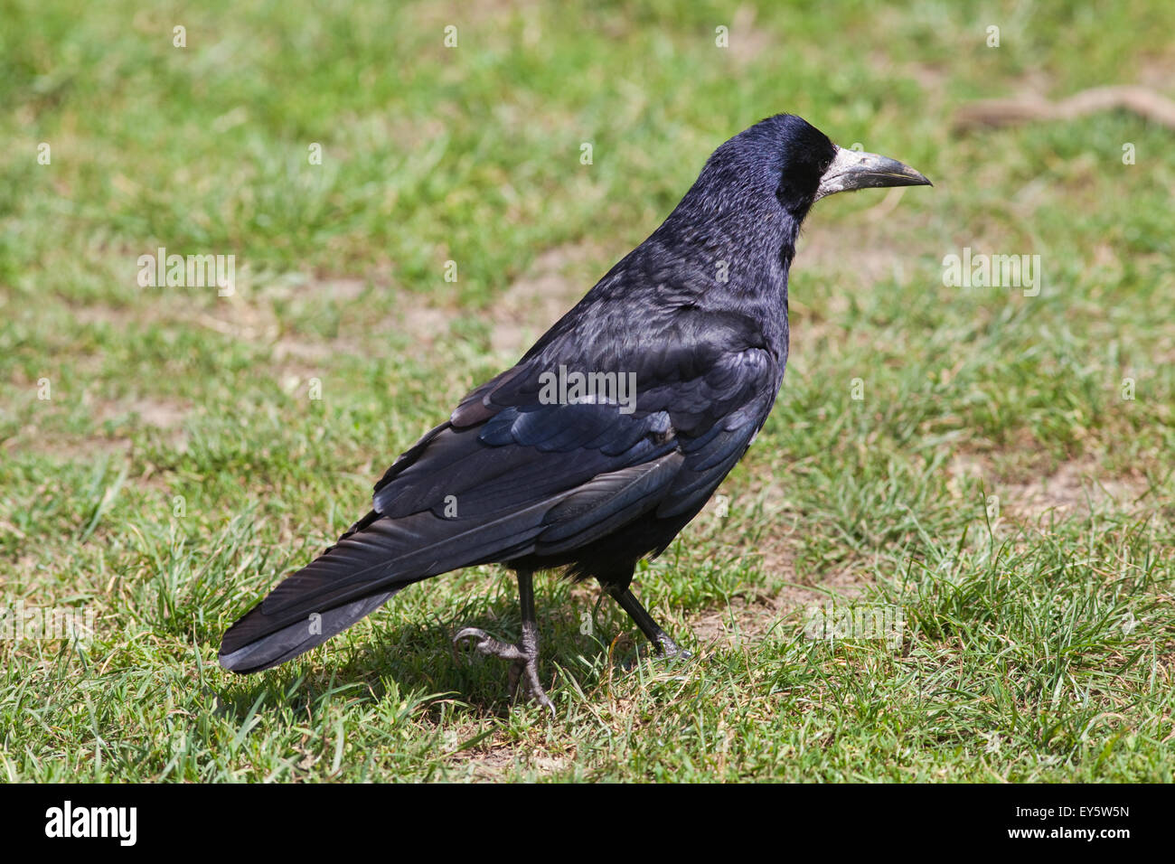 Turm (Corvus Frugilegus). Erwachsenen auf Futtersuche auf Weideland. Cambridgeshire.  Juni. Stockfoto