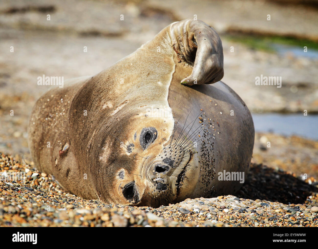 Baby Elephant Seal eingefangen in Halbinsel Valdes, Patagonien Stockfoto