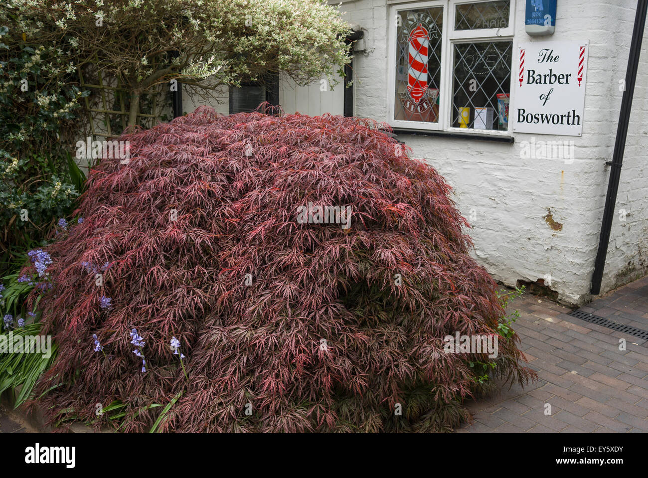 Lila blätterte Acer in einem Kleinstadt-Garten in einem Warenkorb Mews in Market Bosworth UK Stockfoto