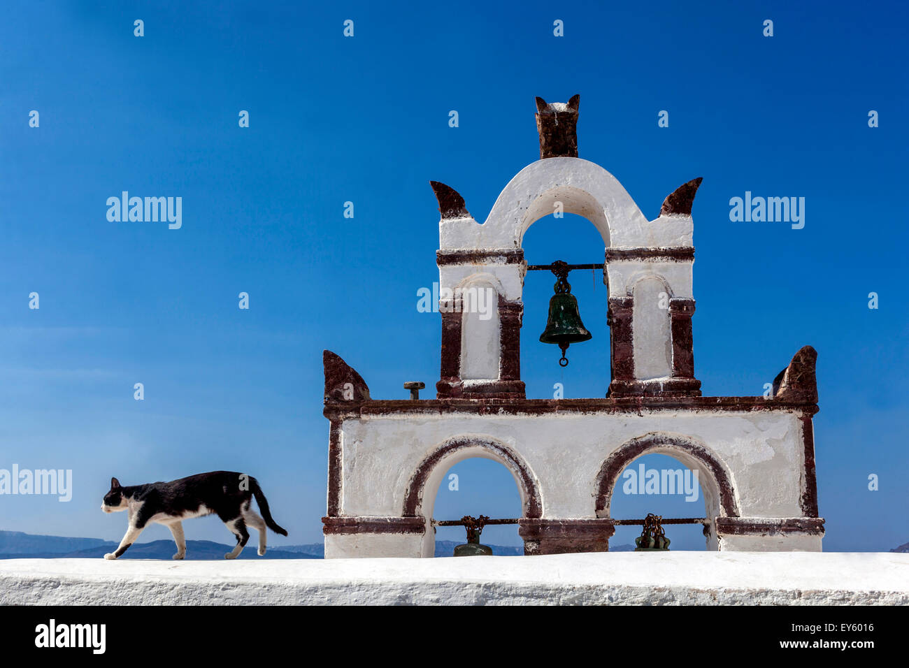 Griechenland Katze auf dem Dach um den Glockenturm der Kirche, Oia Santorini Griechische Inseln Griechenland Europa Katze Stockfoto