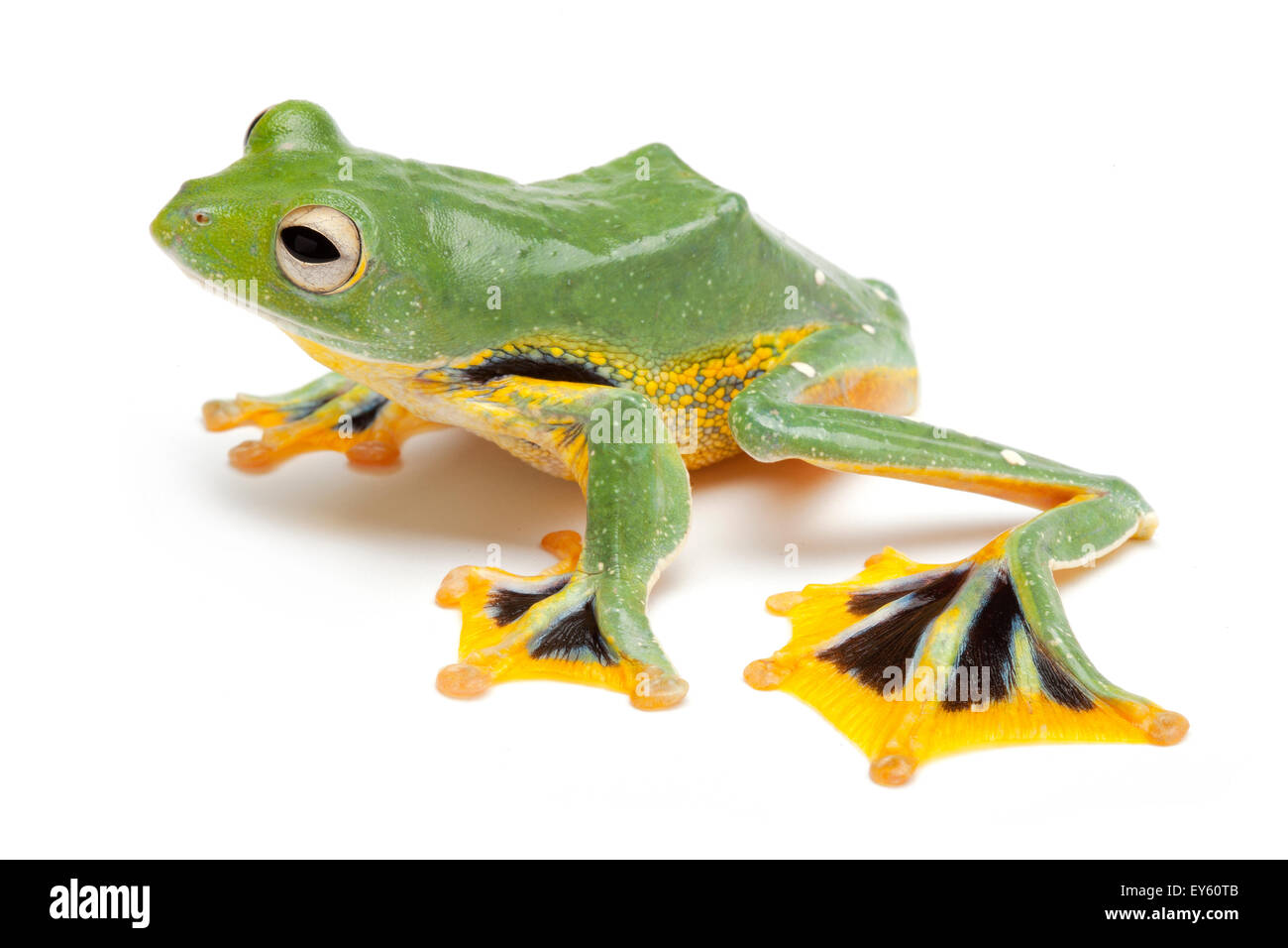 Rhacophorus sp Fotos und Bildmaterial in hoher Auflösung Alamy