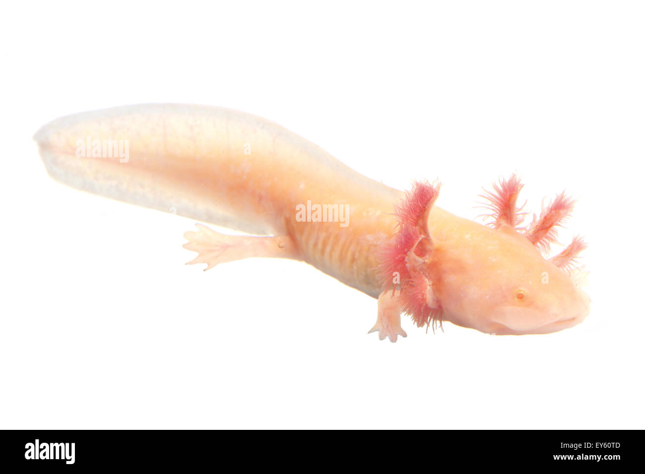 Axolotl Stockfotos & Axolotl Bilder - Alamy