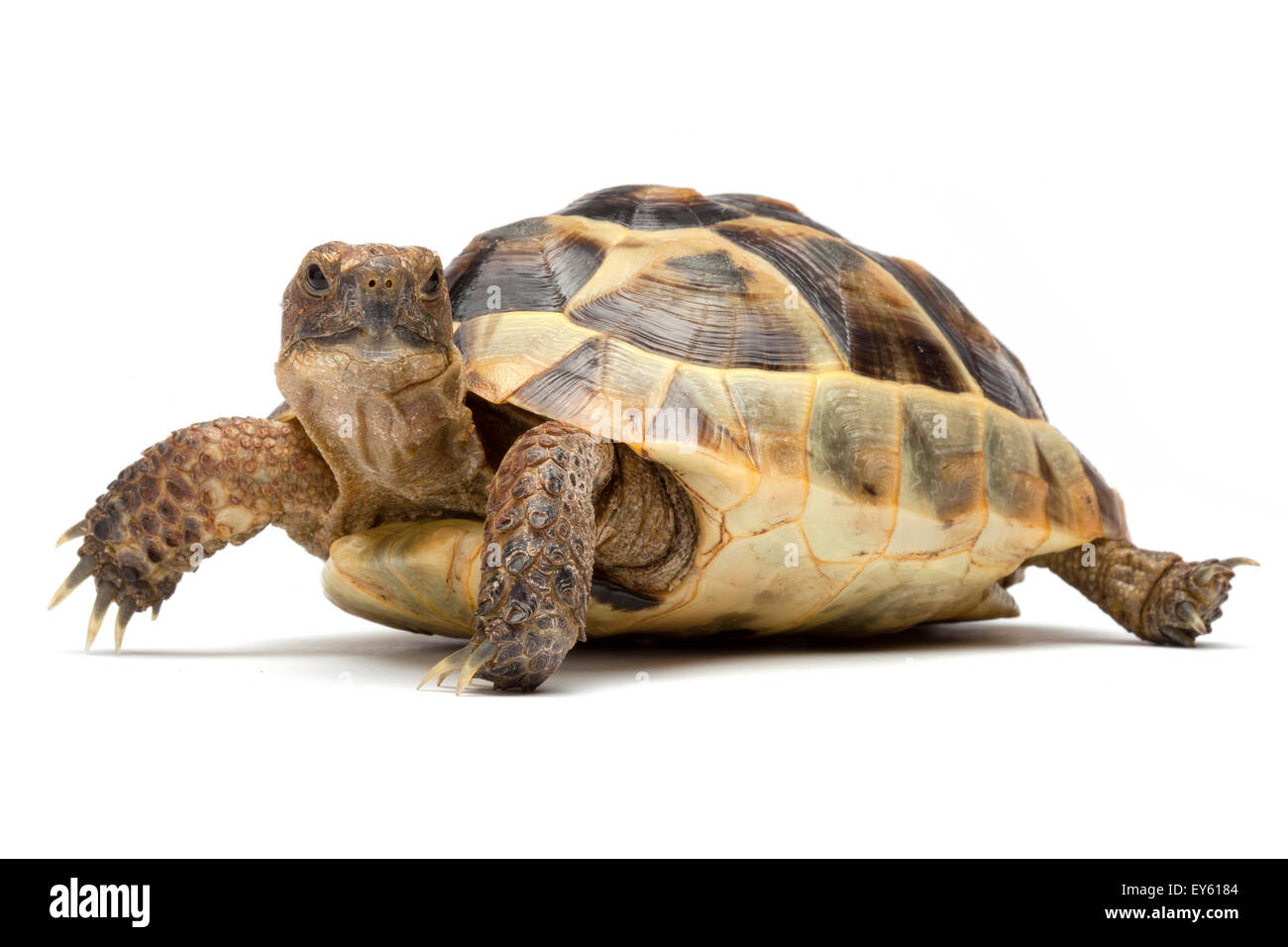 Türkische Sporn-thighed Tortoise auf weißem Hintergrund Stockfoto