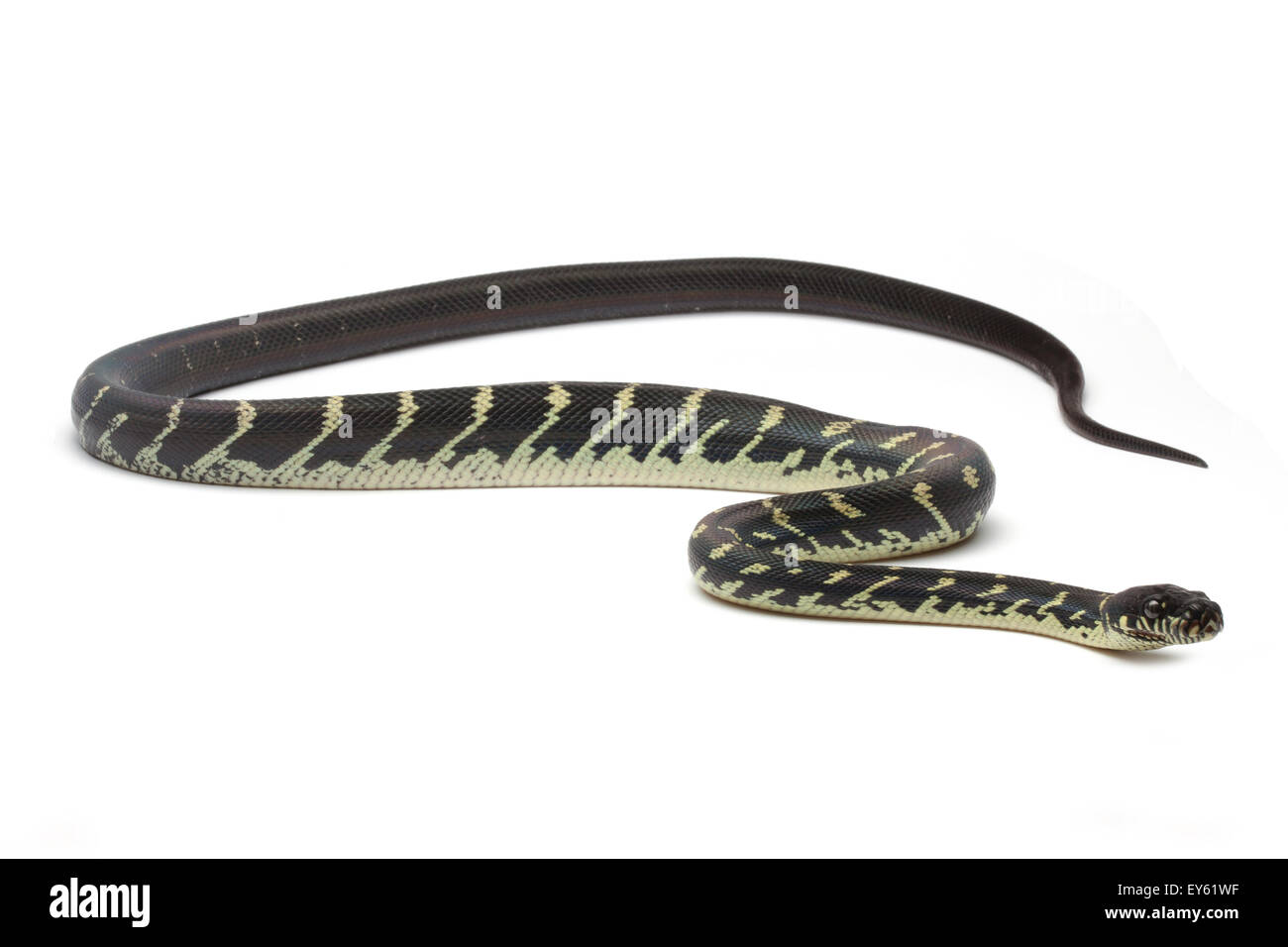 Boelens python morelia boeleni -Fotos und -Bildmaterial in hoher ...