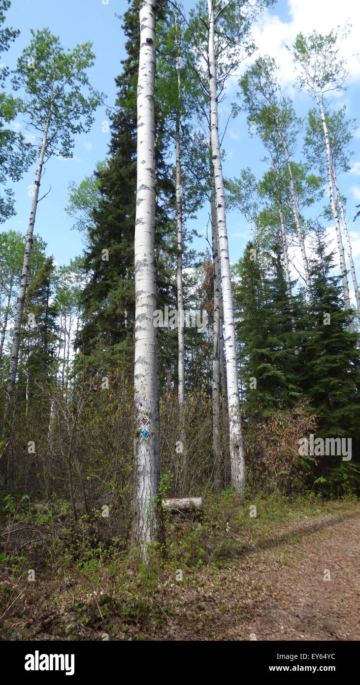 Aspen, Populus Tremuloides, in der Nähe von Fort Nelson, British Columbia. Stockfoto