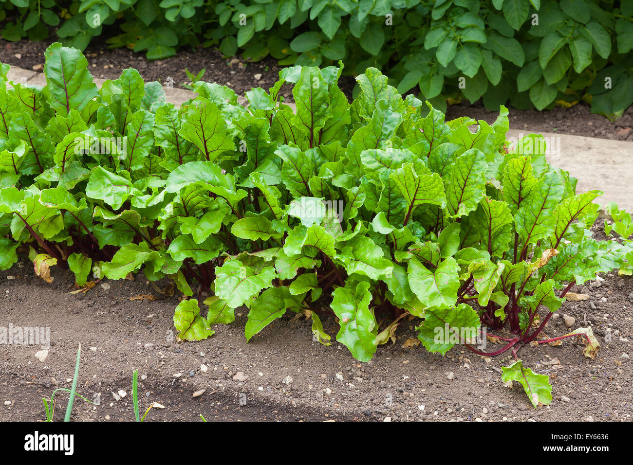 Reihe von rote Beete Pflanzen in ein Gemüsegarten Stockfoto