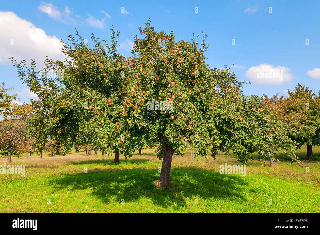 Obst Ernte Bodensee Stockfotos und bilder Kaufen Alamy