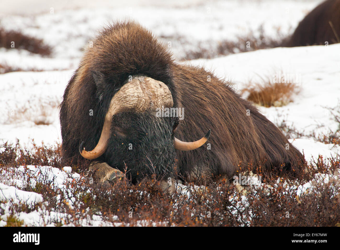 Moschusochsen Bull, Ovibos Moschatus, Sleep in frühen Winterschnee im Dovrefjell Nationalpark, Dovre, Norwegen. Stockfoto