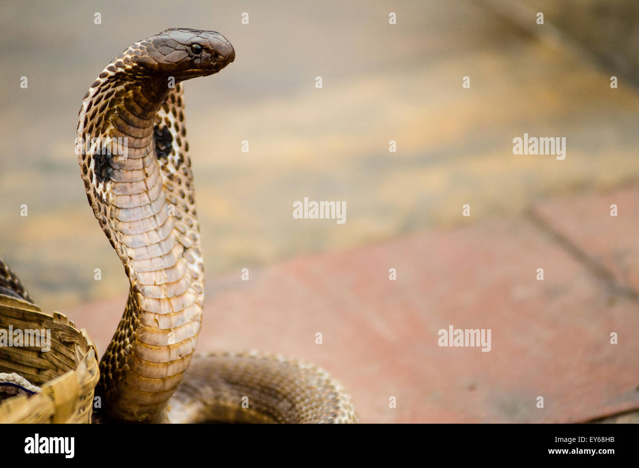 Indische Kobra stehend Stockfoto