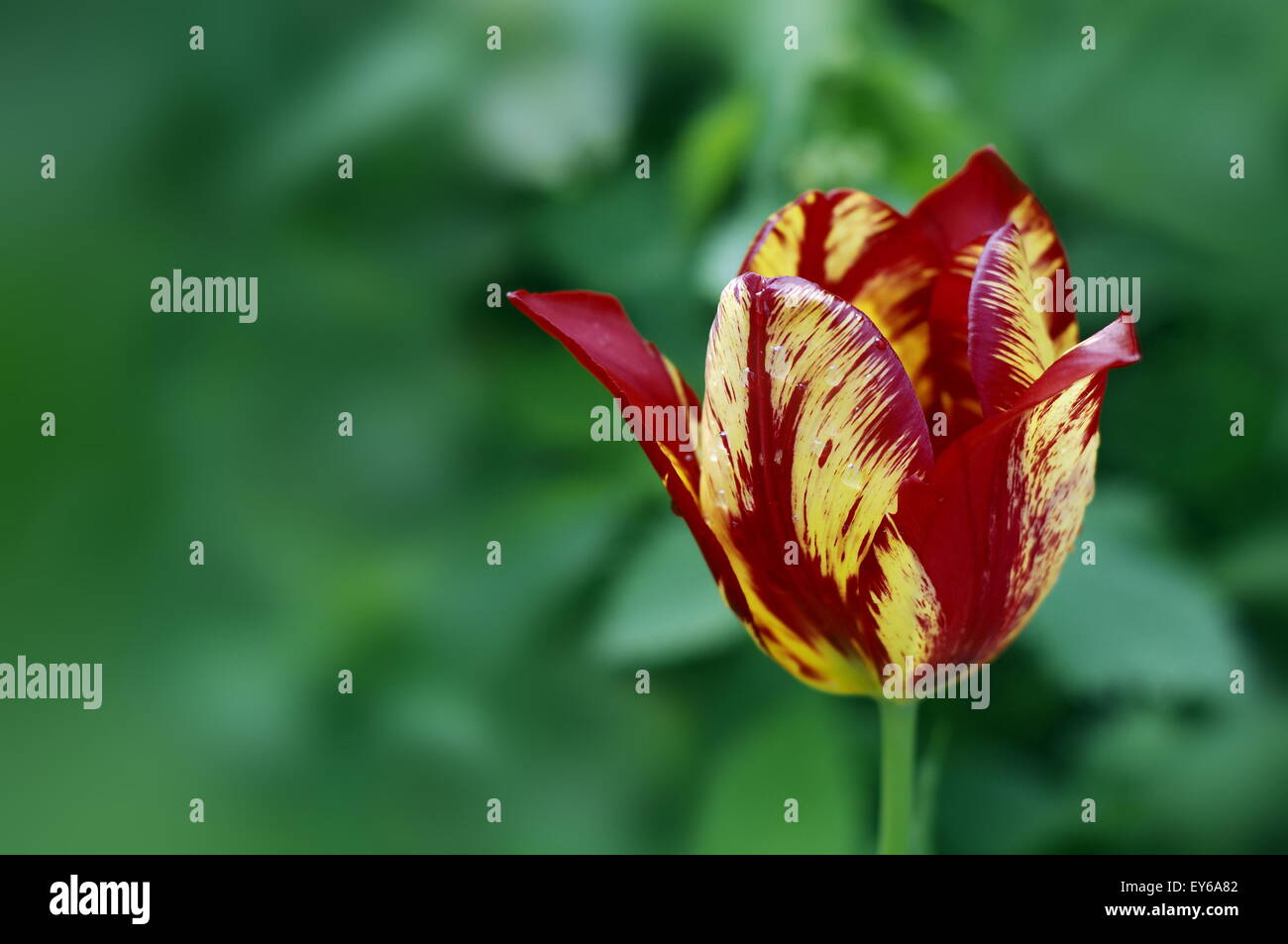 Blume groß gelb und rot gestreiften Tulpe auf grüne Hintergrundunschärfe closeup Stockfoto