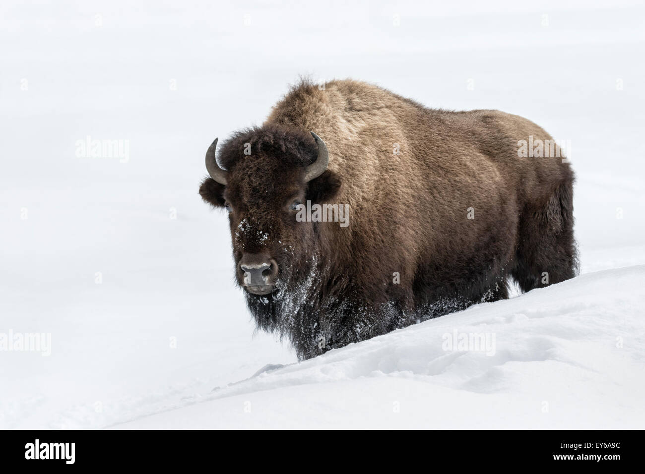 Amerikanischer Bison Stockfoto