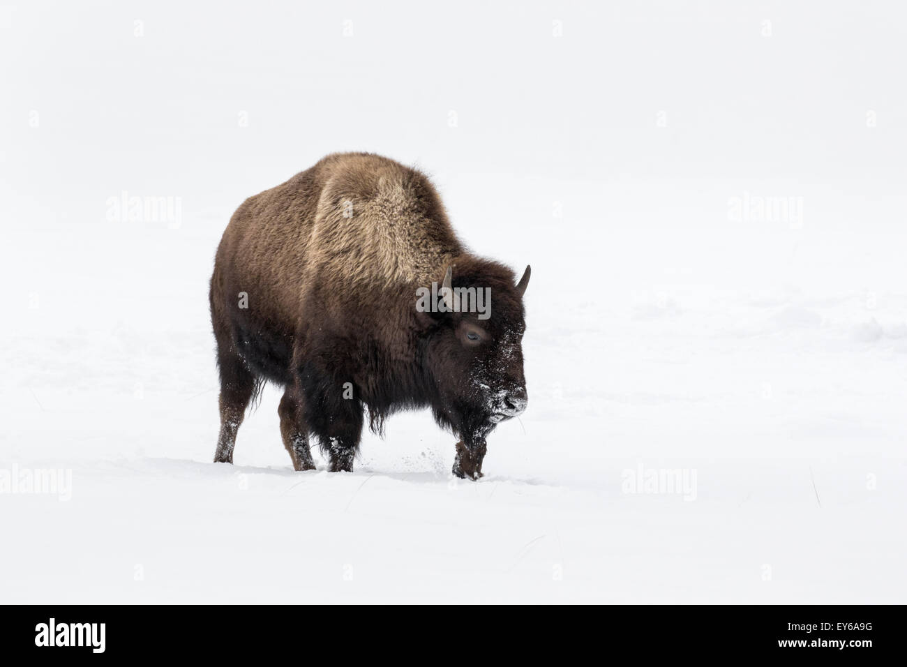 Amerikanische Bisons zu Fuß durch den Schnee Stockfoto