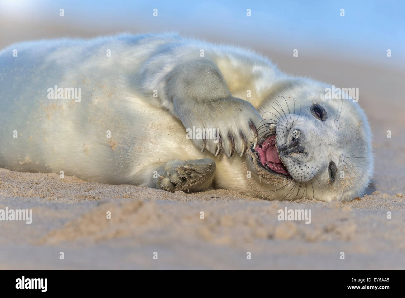 Atlantic grau Siegel drei Wochen alten Welpen - spielen Stockfoto