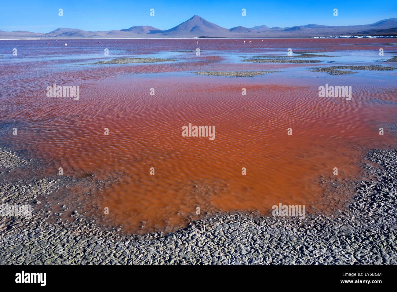 Laguna Colorada. Eduardo Avaroa Nationalreservat. Tour zum Salar de Uyuni. Bolivien Stockfoto