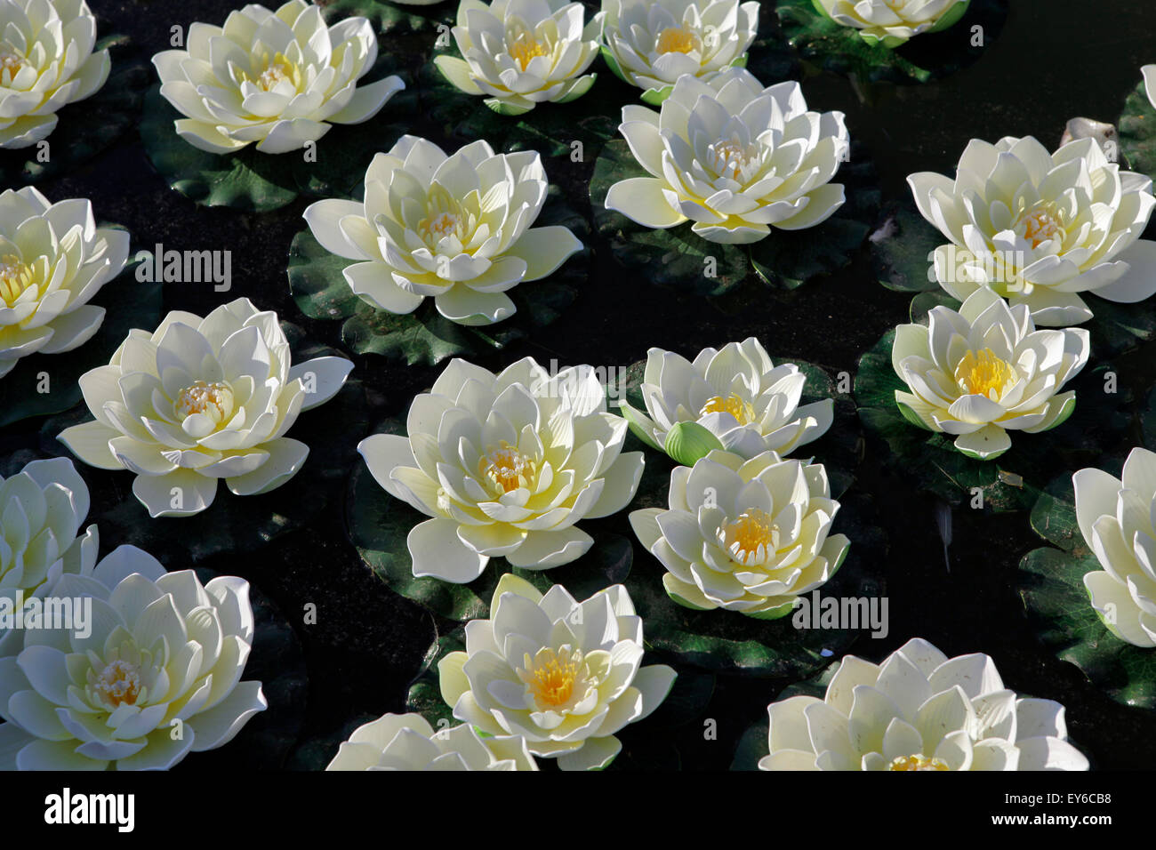 Seerose Waterlily weiße Lotusblüte Stockfoto